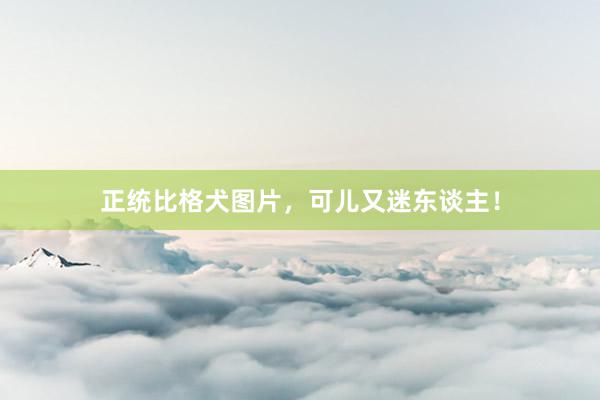 正统比格犬图片，可儿又迷东谈主！